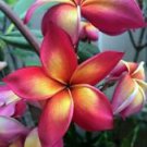 5 Bright Pink Orange Plumeria Ct Plants Flower Flowers Perennial