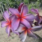 5 Purple Red Plumeria Ct Plants Flower Flowers Perennial