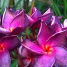5 Bright Purple Pink Plumeria Ct Plants Flower Flowers Perennial