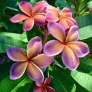 5 Pink Orange Plumeria Ct Plants Flower Flowers Perennial