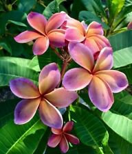 5 Pink Orange Plumeria Ct Plants Flower Flowers Perennial