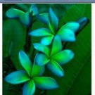 5 Blue Green Plumeria Ct Plants Flower Flowers Perennial