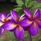 5 Purple Yellow Plumeria Ct Plants Flower Flowers Perennial