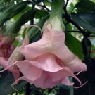 10 Double Light Pink Angel Trumpet Ct Flower Fragrant Flowers