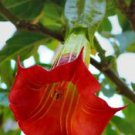 10 Red Angel Trumpet Ct Flower Fragrant Shrub Flowers