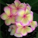5 Light Pink Yellow Plumeria Ct Plants Flower Flowers Perennial