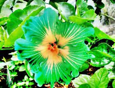 20 Green Yellow Hibiscus Ct Flowers Perennial Flower Garden