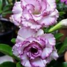 4 Purple White Desert Rose Ct Adenium Flower Perennial Flowers