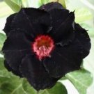 4 Black Red Desert Rose Ct Adenium Obesum Flower Perennial Flowers Exotic