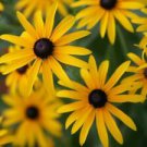 100 Black Eyed Susan Ct Rudbeckia hirta Biennial Bloom Yellow Flowering