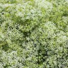 200 Perennial Babys Breath Ct Gypsophila paniculata Perennial Bloom