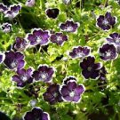 30 Penny Black Nemophila Ct Nemophila discoidalis Annual Bloom Flowering