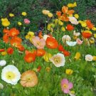 200 Mixed Colors Iceland Poppy Ct Papaver nudicale Perennial Annual