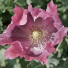 200 The Giant Poppy Ct Papaver rhoeas Annual Bloom Flowering  Blooms