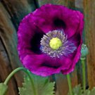 200 Laurens Grape Poppy Ct Papaver somniferm Annual Bloom Purple Flower