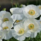 200 Bridal Silk Poppy Ct Papaver rhoeas Annual Bloom White Flower Blooms