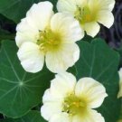 10 Moonlight Nasturtium Ct Tropaeolum lobbianum Annual Bloom Flowering