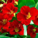 10 Mahogany Gleam Nasturtium Ct Tropaeolum majus Annual Bloom Flowering