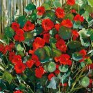 10 Indian Chief Nasturtium Ct Tropaeolum majus Annual Bloom Flowering