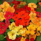10 Dwarf Whirleybird Double Mix Nasturtium Ct Tropaeolum majus Annual