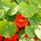 10 Alaska Scarlet Nasturtium Ct Tropaeolum majus Annual Bloom Flowering