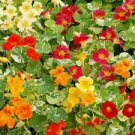 10 Alaska Mix Nasturtium Ct Tropaeolum majus Annual Bloom Flower