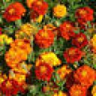 100 Sparky Mix Organic Marigold Ct Tagetes patula Annual Bloom Flower