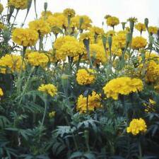 100 Smiles African Marigold Ct Tagetes erecta Annual Bloom Flower
