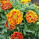 100 Queen Sophia French Marigold Ct Tagetes patula Annual Bloom Flower