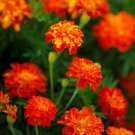 100 Panther French Marigold Ct Tagetes patula Annual Bloom Flowering