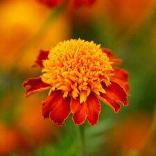 100 Orange Flame Dwarf Double French Marigold Ct Tagetes patula Annual