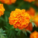 100 Hawaii African Marigold Ct Tagetes erecta Annual Bloom Flower Sees