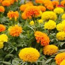 100 Crackerjack Mix African Marigold Ct Tagetes erecta Annual Bloom