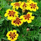 100 Dainty Marietta Dwarf French Marigold Ct Tagetes patula Annual Bloom