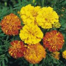 100 Bonita Mix French Marigold Ct Tagetes patula Annual Bloom Flowering