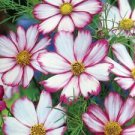 100 Candystripe Cosmos Ct Cosmos bipnnatus Annual Bloom White Blooms
