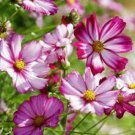 100 Picotee Cosmos Ct Cosmos bipnnatus Annual Bloom Pink Flower Blooms