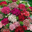150 Indian Carpet Dwarf Single Mix Sweet Williams Ct Dianthus barbatus