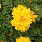 150 Yellow Sulphur Cosmos Ct Cosmos sulphureus Annual Bloom Flower