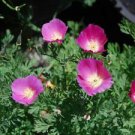 200 Purple Gleam California Poppy Ct Eschscholzia californica Perennial