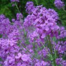 50 Violet Dames Rocket Ct Hesperis matronalis Perennial Bloom Flowering