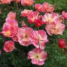 200 Thai Silk Rose California Poppy Ct Eschscholzia californica Annual
