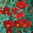 200 Red Chief California Poppy Ct Eschscholzia californica Perennial