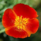 200 Mikado California Poppy Ct Eschscholzia californica Perennial Bloom