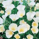 200 Ivory Castle California Poppy Ct Eschscholzia californica Perennial