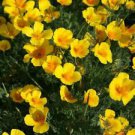 200 Golden West California Poppy Ct Eschscholzia californica Perennial