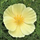 200 Alba California Poppy Ct Eschscholzia californica Annual Perennial