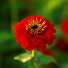 50 Scarlet Flame Zinnia Ct Zinnia elegans Annual Bloom Red Flowering