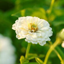 50 Polar Bear Zinnia Ct Zinnia elegans Annual Bloom White Flower