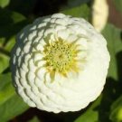 50 Lilliput White Zinnia Ct Zinnia elegans Annual Bloom Flowering Blooms